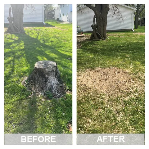 Before and after a stump grinding job: the stump, then level ground