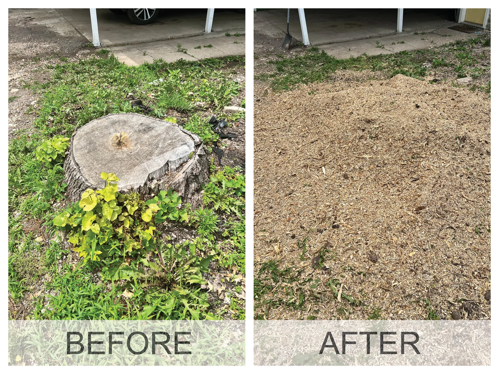 Before and after a stump grinding job in the Cedar Valley