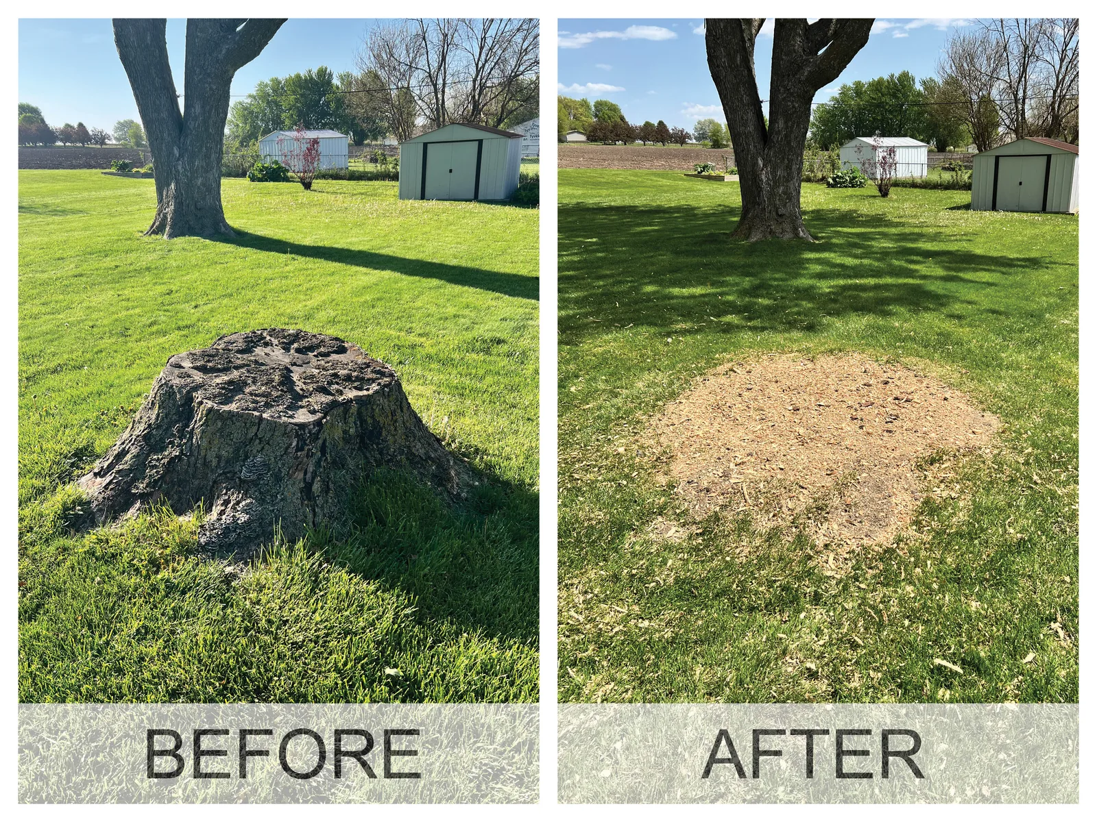 Before and after a stump grinding job in the Cedar Valley