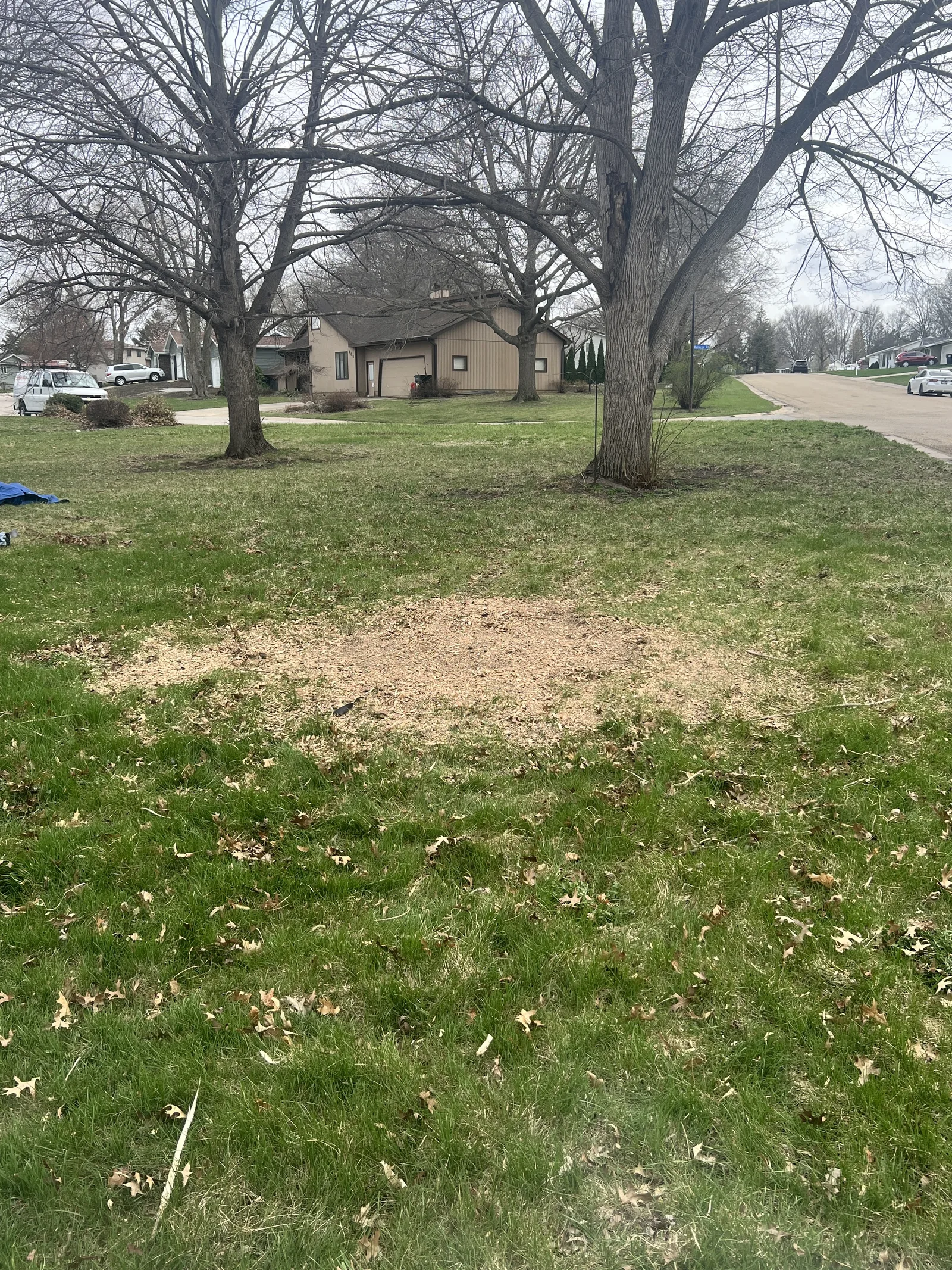 A Cedar Valley yard after stump grinding — the stump gone and the wood chips raked level