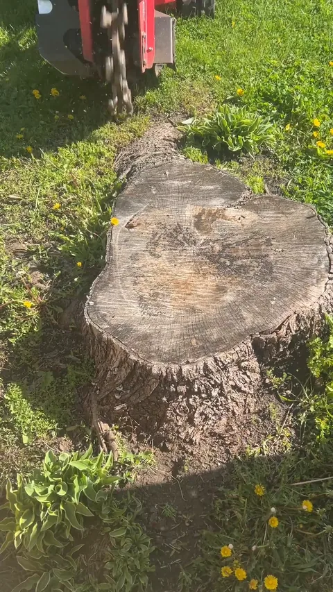 Still from a Grounds Crew stump grinding video (44 seconds)